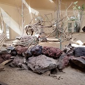 ZooAmerica - Desert tortoise climbing out!