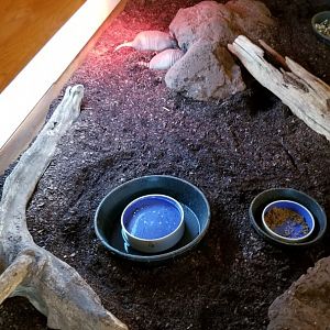 ZooAmerica - nine-banded armadillos