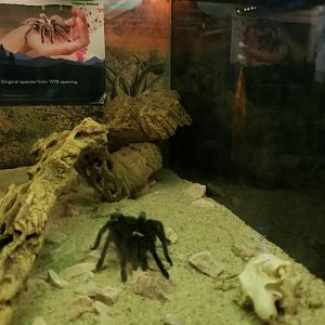 ZooAmerica - Tarantula