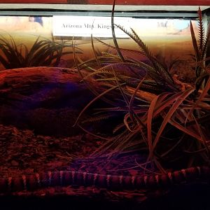 ZooAmerica - Arizona Mountain Kingsnake