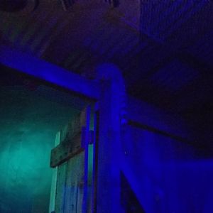 ZooAmerica - Ringtail