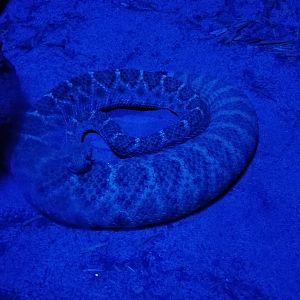 ZooAmerica - Rosy Boa