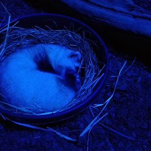 ZooAmerica - Blackfooted Ferret