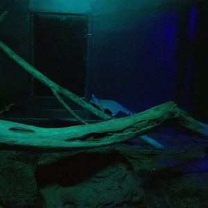 ZooAmerica - Ringtail