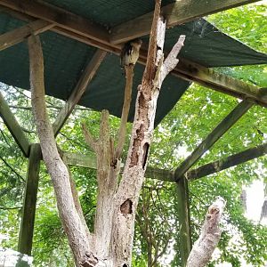 ZooAmerica - Red-tailed Hawk