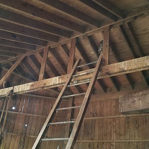 ZooAmerica - Barn Owls