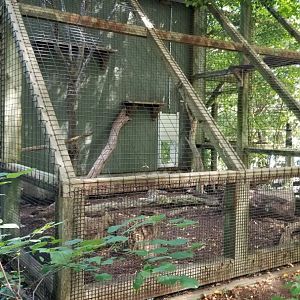 ZooAmerica - Bobcats