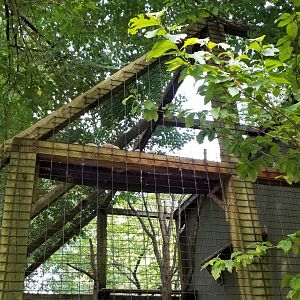 ZooAmerica - Bobcat sleeping