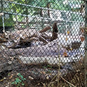 ZooAmerica - River Otter sleeping