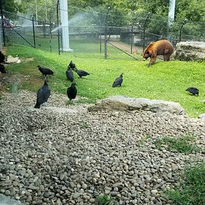 ZooAmerica - Black bears