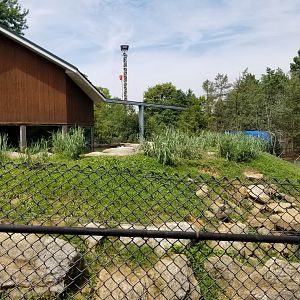 ZooAmerica - Black bears