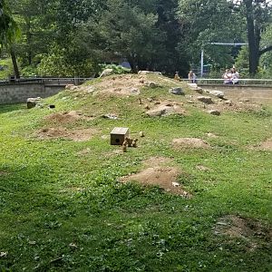 ZooAmerica - Prairie dogs