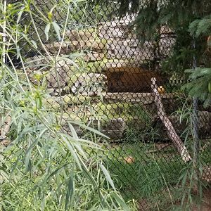 ZooAmerica - Right view of cougar exhibit