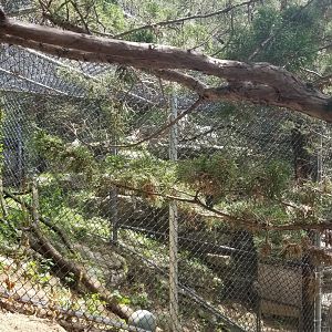 ZooAmerica - Rear view of cougar exhibit