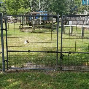 ZooAmerica - Pronghorn yard