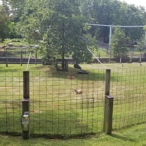 ZooAmerica - Pronghorn yard