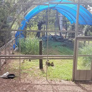 ZooAmerica - Snowy Owl