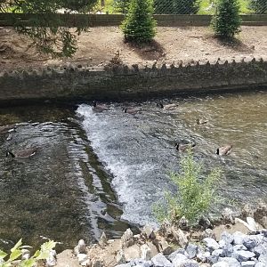 ZooAmerica - Canada Geese in stream