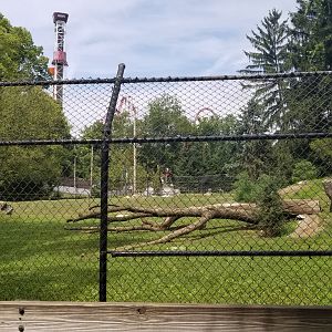 ZooAmerica - Gray wolves exhibit