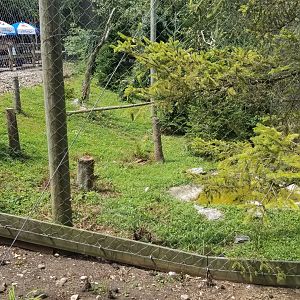 ZooAmerica - Bald eagles