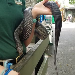 ZooAmerica - Snake education animal