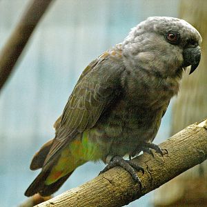 Poicephalus rufiventris