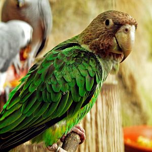 Brown-necked parrot