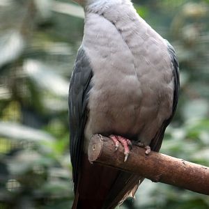 Pink-headed imperial-pigeon (Ducula rosacea)