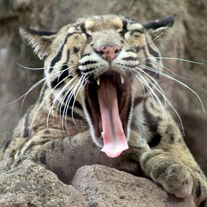 Aug. 2019 - Small Cats - Clouded Leopard