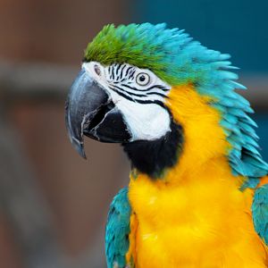 Aug. 2019 - Blue-and-Gold Macaw