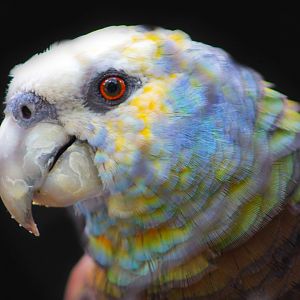 Aug. 2019 - Tropical Bird House - Outdoor Aviaries - St. Vincent Amazon Parrot
