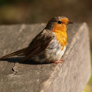 Wild European robin (Erithacus rubecula), 2015-08-07