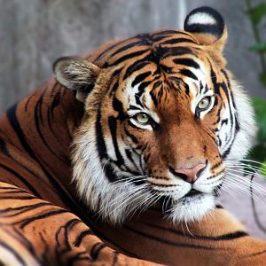 Aug. 2019 - Carnivores - Malayan Tiger - Berani