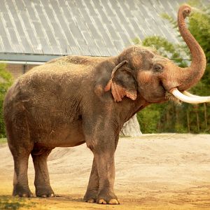 Aug. 2019 - McNair Elephant Habitat - Thai