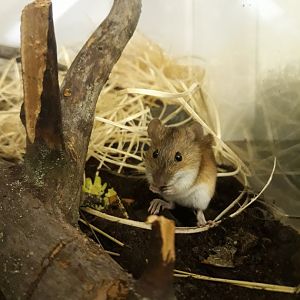 Striped Field Mouse (Apodemus agrarius)