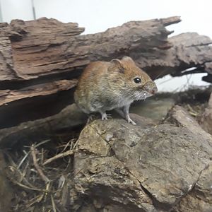 Bank Vole (Clethrionomys glareolus)
