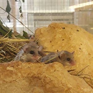 Kellen's Dormouse (Graphiurus kelleni)