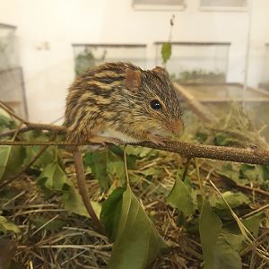 Barbary Striped Grass Mouse (Lemniscomys barbarus)