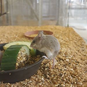 Matthey's Mouse (Mus mattheyi)