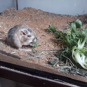 Merriam's Kangaroo Rat (Dipodomys merriami)