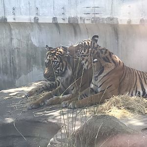 Sumatran Tigers