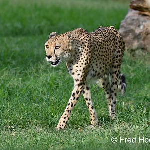 southern cheetah