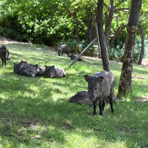 collared peccaries (wild)