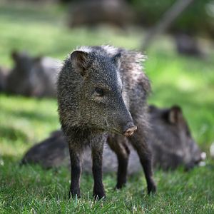 collared peccary (wild)