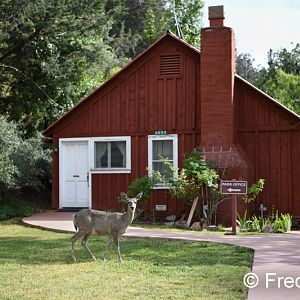 Coue's white-tailed deer (wild)