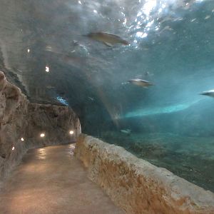 King/Gentoo Penguin Tunnel
