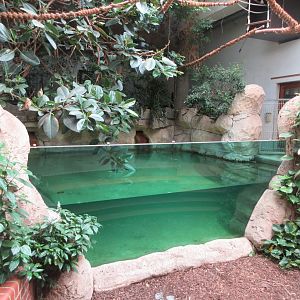 South American House - Baird's Tapir pool