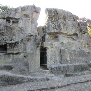 Siberian Ibex Exhibit