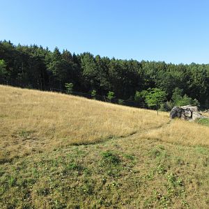 African Lion Exhibit