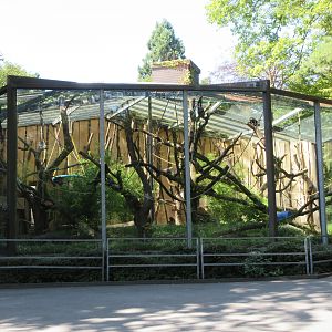 Colombian Black Spider Monkey Exhibit
